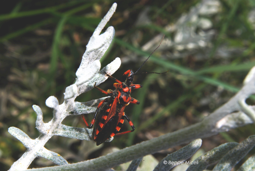 Rhynocoris sp.